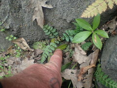Corydalis cheilanthifolia
