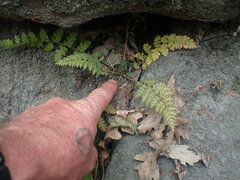 Corydalis cheilanthifolia