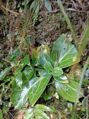 Swertia shintenensis