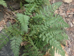 Corydalis cheilanthifolia