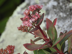 Hylotelephium telephioides