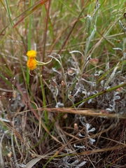 Chrysocephalum apiculatum