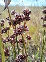 Juncus pallescens