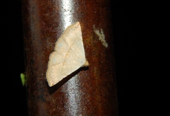 Eublemma gayneri