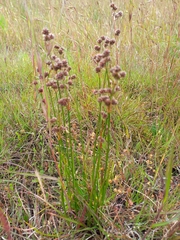 Juncus pallescens