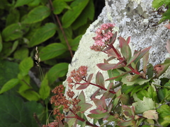 Hylotelephium telephioides