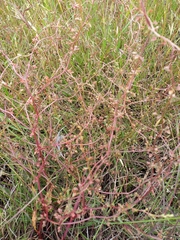 Rumex dumosus
