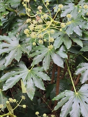 Fatsia japonica
