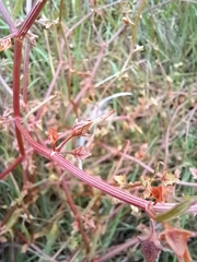 Rumex dumosus