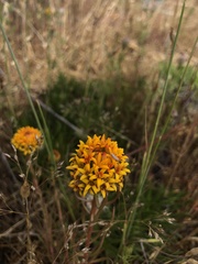 Quinchamalium chilense