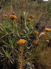 Quinchamalium chilense