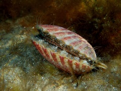 Aequipecten tehuelchus