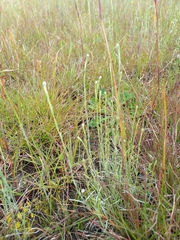 Isolepis levynsiana