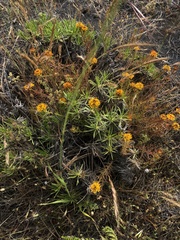 Quinchamalium chilense