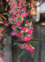 Leptospermum scoparium