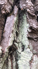 Lecanora thysanophora