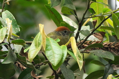 Hylophilus poicilotis