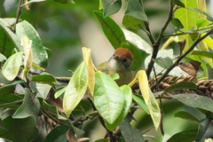 Hylophilus poicilotis