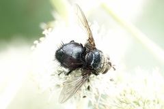 Juriniopsis adusta