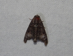 Marathyssa albidisca