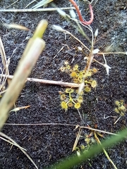 Drosera hookeri
