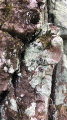 Lecanora thysanophora