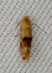 Bucculatrix coronatella