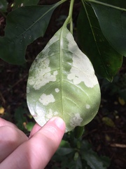 Phyllocoptes coprosmae