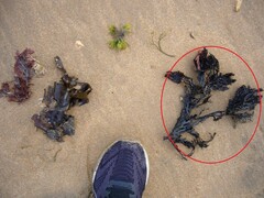 Xiphophora chondrophylla