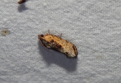 Cryptophlebia peltastica