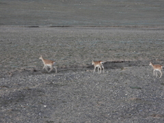 Procapra picticaudata