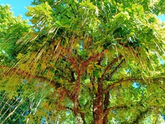 Barringtonia acutangula