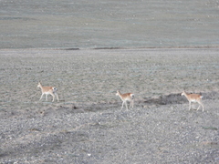 Procapra picticaudata