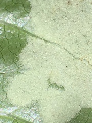 Phyllocoptes coprosmae