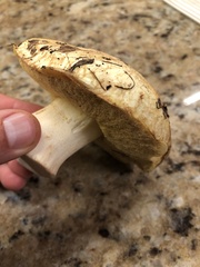 Suillus pseudobrevipes