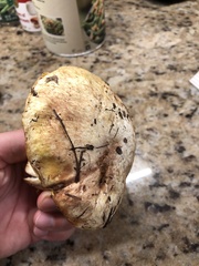 Suillus pseudobrevipes