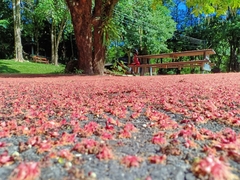 Barringtonia acutangula