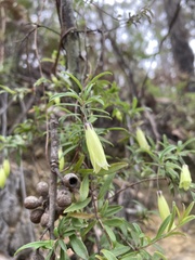 Billardiera macrantha