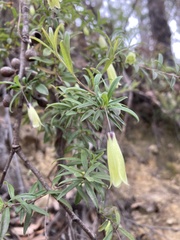 Billardiera macrantha