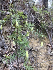 Billardiera macrantha