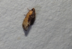 Cryptophlebia peltastica