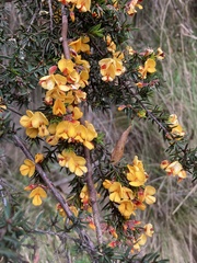 Pultenaea juniperina