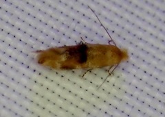 Bucculatrix coronatella