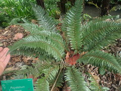 Polystichum rigens