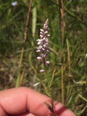Polygala