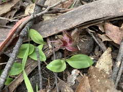 Chiloglottis triceratops