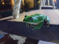 Agalychnis dacnicolor