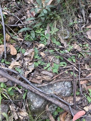 Chiloglottis triceratops