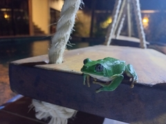 Agalychnis dacnicolor