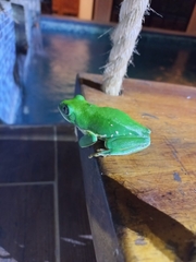 Agalychnis dacnicolor